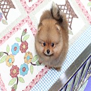 ขายปอมเมอเรเนียน สีส้ม เพศผู้ อายุ 2 เดือน หน้าหมี ตัวเล็ก ขนฟู ตากลม น่ารัก รับ...