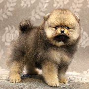 ขายปอมเมอเรเนียน สีส้ม เพศผู้ อายุ 2 เดือน หน้าหมี ตัวเล็ก ขนฟู ตากลม น่ารัก รับ...