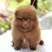 Hero's pom ขายปอมเมอเรเนียน สีช็อกแทน เพศผู้ อายุ 2 เดือน สอบถาม Line : @heropom...