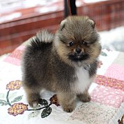 ขายปอมเมอเรเนียน สีส้ม เพศผู้ อายุ 2 เดือน หน้าหมี ตัวเล็ก ขนฟู ตากลม น่ารัก รับ...