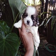 ชิสุแท้ ผู้ มีจัดส่ง