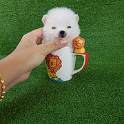 ปอมเมอเรเนี่ยนสีขาวสำลีไซส์ทีคัพ เพศผู้