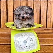 ปอมเมอเรเนี่ยนเพศเมียสีเมิร์ล ไซส์ทีคัพ เพ็ดเต็มใบเพศเมียค่ะ