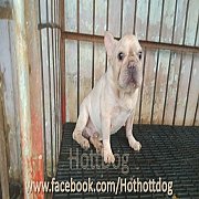 พ่อพันธุ์ เฟรนซ์บลูด็อก ฟอร์มสวย โครงสร้างดี เหมาะเป็นพ่อพันธุ์จ้า