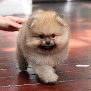 ขายปอมเมอเรเนียน สีส้ม เพศผู้ อายุ 2 เดือน หน้าหมี ตัวเล็ก ขนฟู ตากลม น่ารัก รับ...