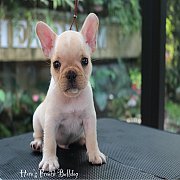 ขายเฟรนช์บลูด็อก หน้าสั้น ใบหูสั้น อายุ 2 ดือน สุขภาพแข็งแรง ยินดีรับบัตรเครดิต...