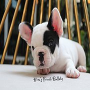 ขายเฟรนช์บลูด็อก หน้าสั้น ใบหูสั้น อายุ 2 ดือน สุขภาพแข็งแรง ยินดีรับบัตรเครดิต...
