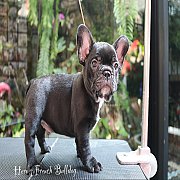 ขายเฟรนช์บลูด็อก หน้าสั้น ใบหูสั้น อายุ 2 ดือน สุขภาพแข็งแรง ยินดีรับบัตรเครดิต...