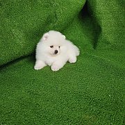 ปอมเมอเรเนี่ยนเพศเมียหน้าหมีสีขาวสวยมาก เพ็ดเต็มใบ