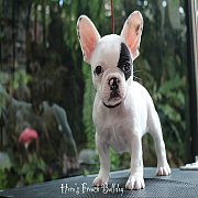 ขายเฟรนช์บลูด็อก หน้าสั้น ใบหูสั้น อายุ 2 ดือน สุขภาพแข็งแรง ยินดีรับบัตรเครดิต...