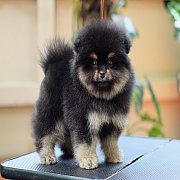 Hero's pom ขายปอมเมอเรเนียน สีแบล็คแทน เพศผู้ อายุ 2 เดือน สอบถาม Line : @heropo...