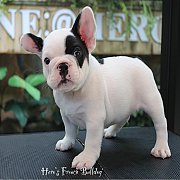 ขายเฟรนช์บลูด็อก หน้าสั้น ใบหูสั้น อายุ 2 ดือน สุขภาพแข็งแรง ยินดีรับบัตรเครดิต...