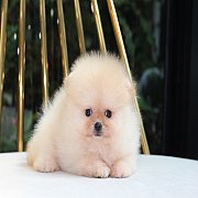 Hero's pom ขายปอมเมอเรเนียน สีครีม เพศผู้ อายุ 2 เดือน สอบถาม Line : @heropom, 0...