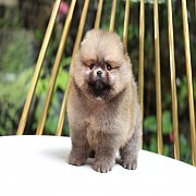 ขายปอมเมอเรเนียน สีส้ม เพศผู้ อายุ 2 เดือน หน้าหมี ตัวเล็ก ขนฟู ตากลม น่ารัก รับ...