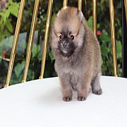 ขายปอมเมอเรเนียน สีส้มเพศเมีย อายุ 2 เดือน หน้าหมี ตัวเล็ก ขนฟู ตากลม น่ารัก รับ...