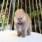 ขายปอมเมอเรเนียน สีส้ม เพศผู้ อายุ 2 เดือน หน้าหมี ตัวเล็ก ขนฟู ตากลม น่ารัก รับ...