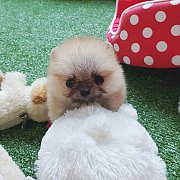 ปอมเมอเรเนี่ยนเพศเมียหน้าสีส้มน้ำตาลไซส์ทีคัพ เพ็ดเต็มใบ