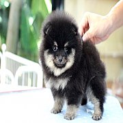 Hero's pom ขายปอมเมอเรเนียน สีแบล็คแทน เพศผู้ อายุ 2 เดือน สอบถาม Line : @heropo...