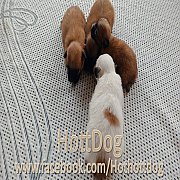 เปิดจอง ปอมผสมชิสุห์ น่ารักๆ ขนฟูๆจ้าา มีสีปาร์ตี้ และ สีส้มจ้า