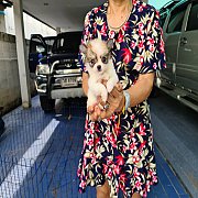 ลูกชิวาวาสวยๆ(เมีย) เกรด A ชุดที่ 101 จาก kankarnclub มีจัดส่งทั่วประเทศ (กันย์เ...