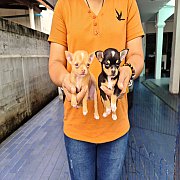 ลูกชิวาวา ทีคัพ(เมีย) เกรด A ชุดที่ 102 จาก kankarnclub มีจัดส่งทั่วประเทศ (กันย...