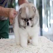 Hero's pom ขายปอมเมอเรเนียน สีปาร์ตี้ เพศผู้ อายุ 2 เดือน สอบถาม Line : @heropom...