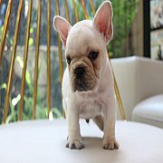 เฟรนช์บลูด็อก เพศผู้ สีครีม หน้าสั้น ใบหูสั้น ขี้เล่น น่ารัก ทรงสวย อายุ 2 ดือน 