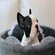 เฟรนช์บลูด็อก เพศเมีย สีขาวดำ หน้าสั้น ใบหูสั้น ขี้เล่น น่ารัก ทรงสวย อายุ 2 ดือ...