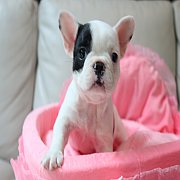 เฟรนช์บลูด็อก เพศเมีย สีขาวดำ หน้าสั้น ใบหูสั้น ขี้เล่น น่ารัก ทรงสวย อายุ 2 ดือ...