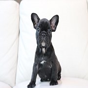 เฟรนช์บลูด็อก เพศเมีย สีดำ หน้าสั้น ใบหูสั้น ขี้เล่น น่ารัก ทรงสวย อายุ 2 ดือน 