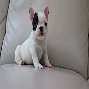 เฟรนช์บลูด็อก เพศเมีย สีขาวดำ หน้าสั้น ใบหูสั้น ขี้เล่น น่ารัก ทรงสวย อายุ 2 ดือ...