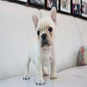 ขายเฟรนช์บลูด็อก  หน้าสั้น ขี้เล่น ทรงสวย อายุ 2 ดือน สุขภาพแข็งแรง ยินดีรับบัตร...