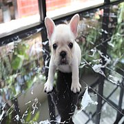 เฟรนช์บลูด็อก เพศเมีย สีครีม หน้าสั้น ใบหูสั้น โครงสร้างดี ทรงสวย อายุ 2 ดือน 