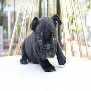 เฟรนช์บลูด็อก  หน้าสั้น ใบหูสั้น ขี้เล่น น่ารัก ทรงสวย อายุ 2 เดือน 0890888441