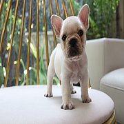 เฟรนช์บลูด็อก เพศผู้ สีครีม หน้าสั้น ใบหูสั้น ขี้เล่น น่ารัก ทรงสวย อายุ 2 ดือน 