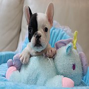 เฟรนช์บลูด็อก เพศเมีย สีขาวดำ หน้าสั้น ใบหูสั้น ขี้เล่น น่ารัก ทรงสวย อายุ 2 ดือ...