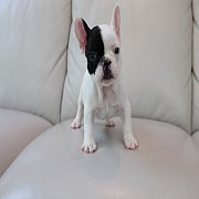 เฟรนช์บลูด็อก เพศเมีย สีขาวดำ หน้าสั้น ใบหูสั้น ขี้เล่น น่ารัก ทรงสวย อายุ 2 ดือ...