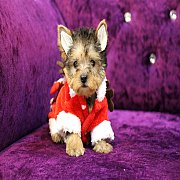 ยอร์คเชียร์ เพศผู้