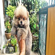 ปอมแท้ เพศผู้ จัดส่ง