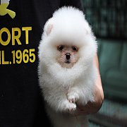 ขายปอมเมอเรเนียน สีขาว เพศผู้ อายุ 2 เดือน หน้าหมี ตัวเล็ก ขนฟู ตากลม น่ารัก รับ...