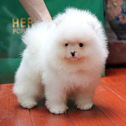 Hero's Pom ขายปอมเมอเรเนียน สีขาว เพศผู้ อายุ 2 เดือน ขนแน่น ขาใหญ่ หน้าหมี มีใบ...