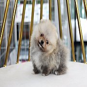 Hero's Pom ขายปอมเมอเรเนียน สีส้ม เพศผู้ อายุ 2 เดือน ตัวเล็ก ไซต์จิ๋ว ขาสั้น มี...