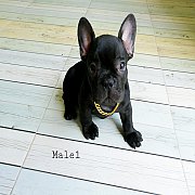 # น้องย้ายบ้านแล้วนะครับลูก ลูกชาย.. ( ราเมง ) 