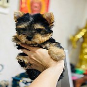 ขาย Yorkshire Terrier หน้าหวาน เพศผู้ ทรงสวยขนสวย สายเลือดดี มีใบเพ็ดดีกรี รับปร...