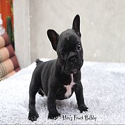 เฟรนช์บลูด็อก เพศผู้ สีครีม หน้าสั้น ใบหูสั้น ขี้เล่น น่ารัก ทรงสวย อายุ 2 ดือน 