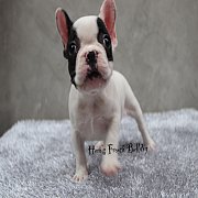 เฟรนช์บลูด็อก เพศเมีย สีขาวดำ หน้าสั้น ใบหูสั้น ขี้เล่น น่ารัก ทรงสวย อายุ 2 ดือ...