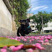 ขายเฟรนช์บลูด็อก  หน้าสั้น ขี้เล่น ทรงสวย อายุ 2 ดือน สุขภาพแข็งแรง ยินดีรับบัตร...