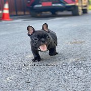 ขายเฟรนช์บลูด็อก  หน้าสั้น ขี้เล่น ทรงสวย อายุ 2 ดือน สุขภาพแข็งแรง ยินดีรับบัตร...