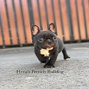 เฟรนช์บลูด็อก  หน้าสั้น ใบหูสั้น ขี้เล่น น่ารัก ทรงสวย อายุ 2 เดือน 0890888441