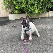 เฟรนช์บลูด็อก  หน้าสั้น ใบหูสั้น ขี้เล่น น่ารัก ทรงสวย อายุ 2 เดือน 0890888441